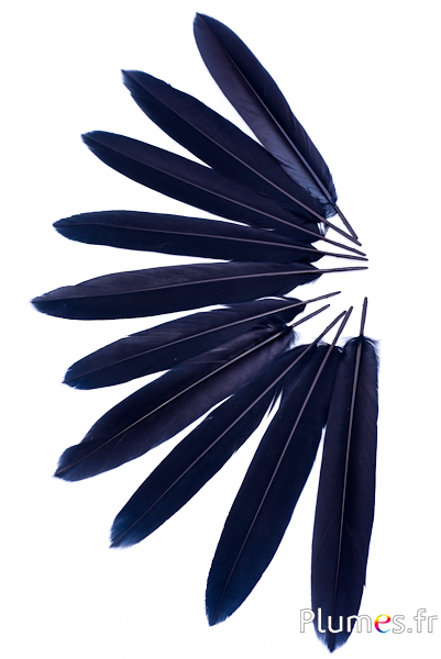 Faisan Swinhoe - 14-18 cm - noir